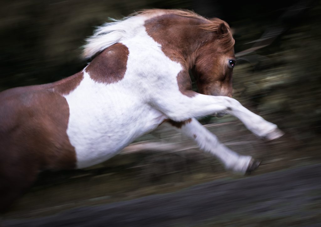 Raymond Heste fotograf